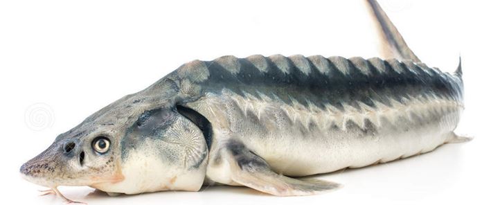 sturgeon meat