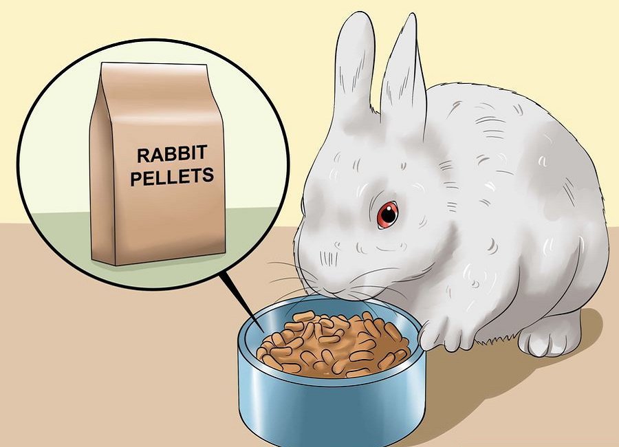 خوراک خرگوش