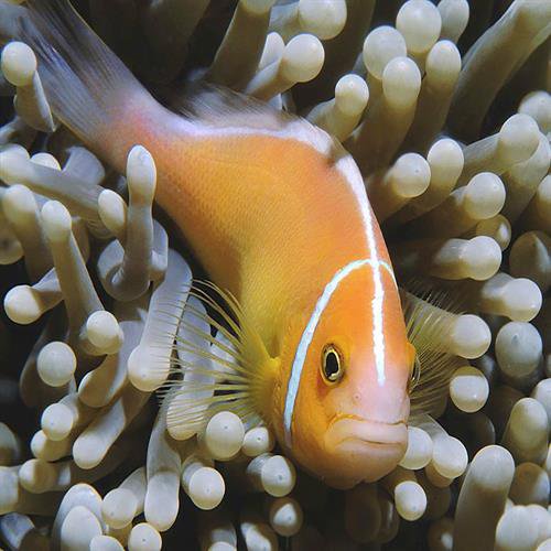 دلقک‌ماهی اسکانک (Amphiprion perideraion)