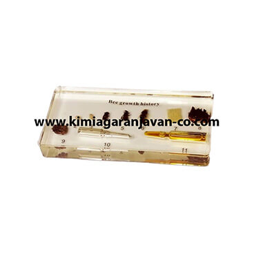 مراحل رشد زنبور عسل