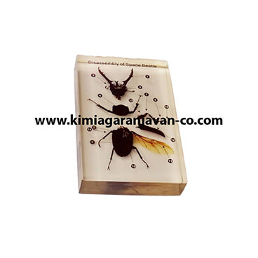 قطعات بدن سوسک