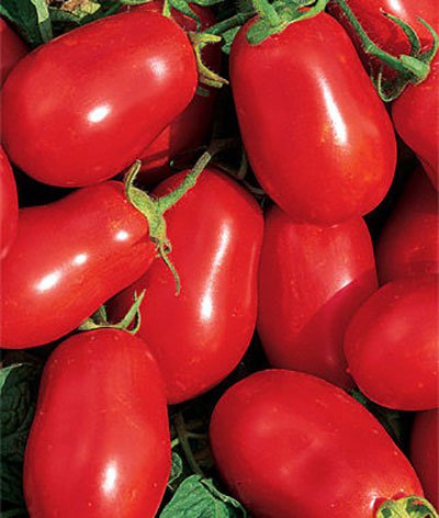 گوجه فرنگی ارلی اوربانا وای راین