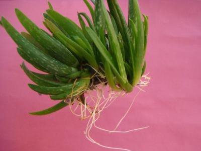 کشت و توسعه گیاهان دارویی