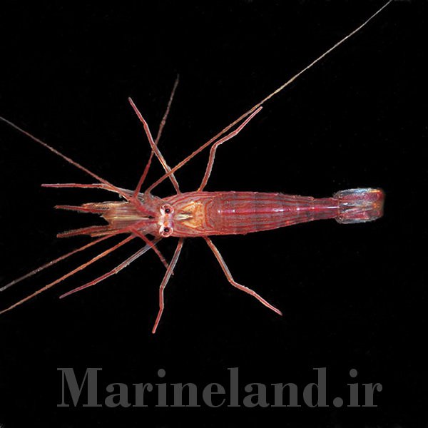 میگوی نعنایی ( پپرمینت)