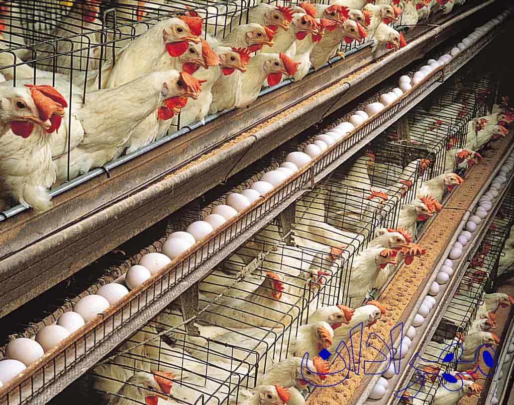 رشد 1 تخمگذار