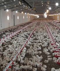 استارتر 2 تخمگذار