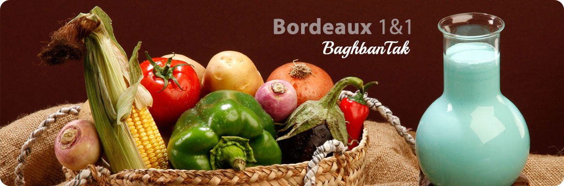 بردو دو قلو