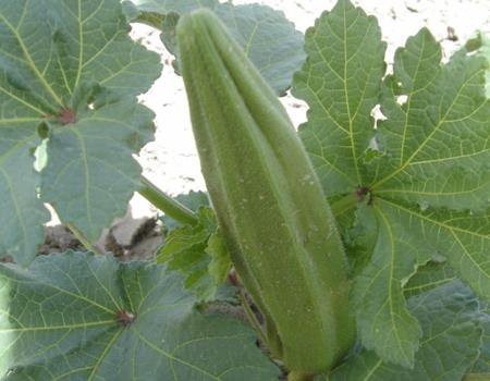 okra okra