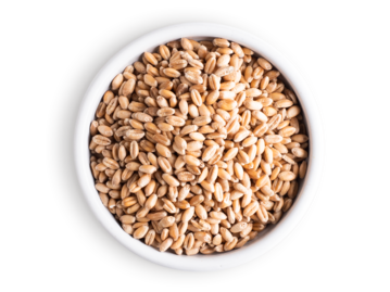 Wheat kernels