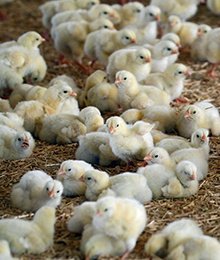 پیشدان مرغ گوشتی