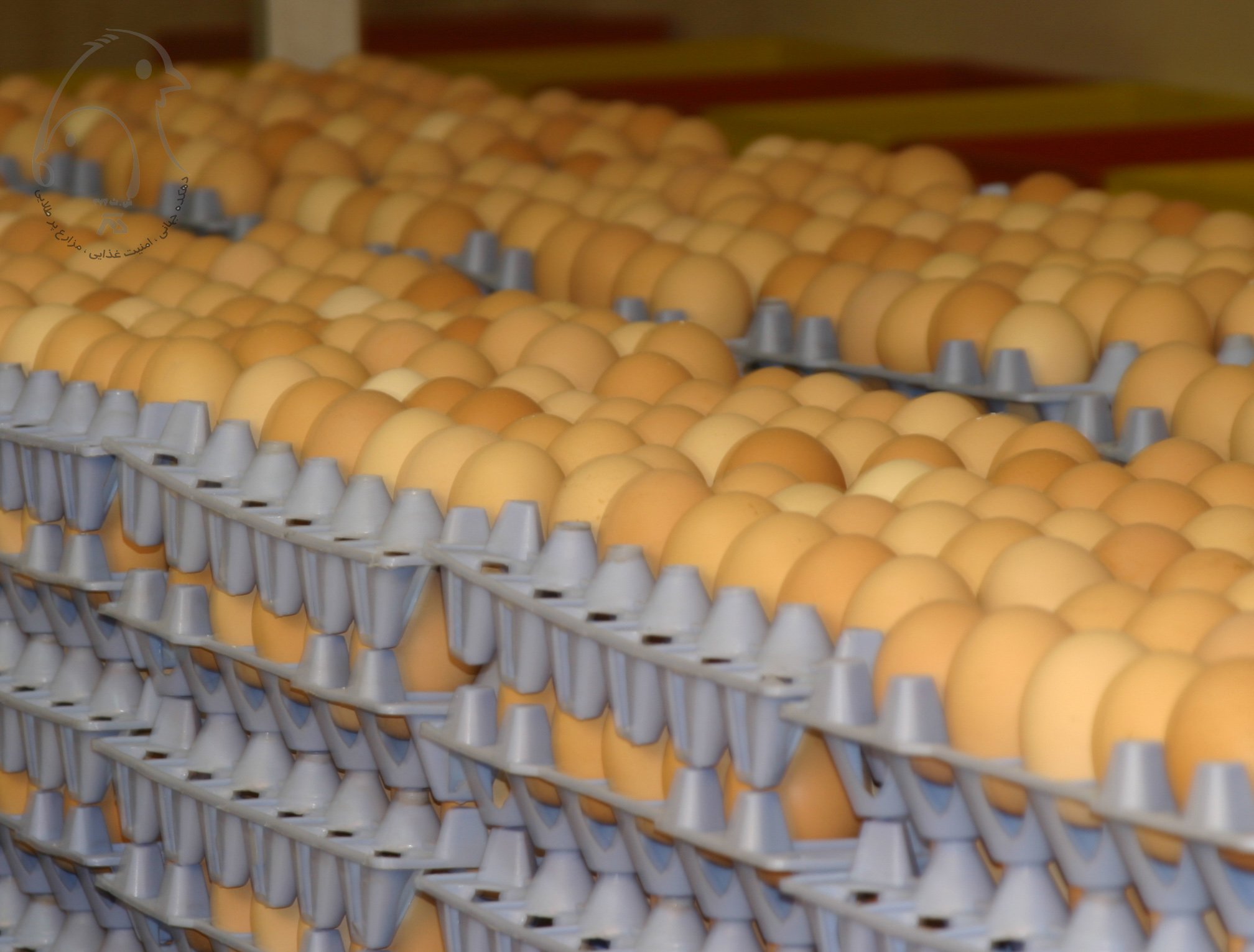 تخم مرغ نطفه دار با بالاترین قابلیت جوجه درآوری