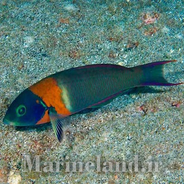 راس زین دار