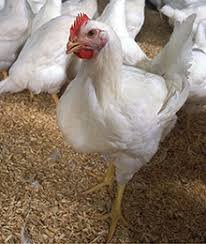 Broiler Chicken Miandan