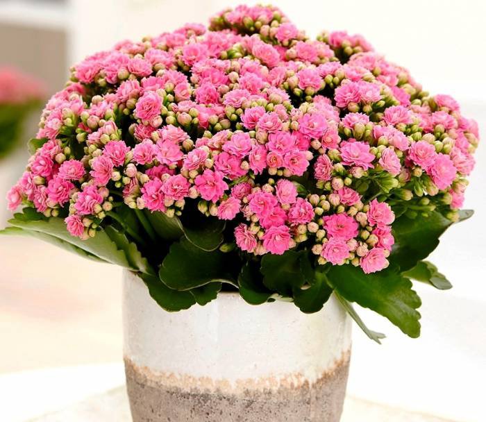 Kalanchoe flower