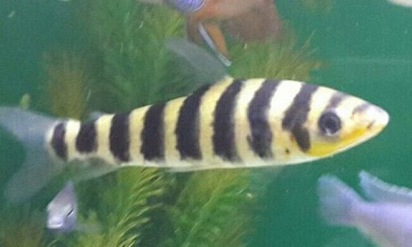 بارب زندانی