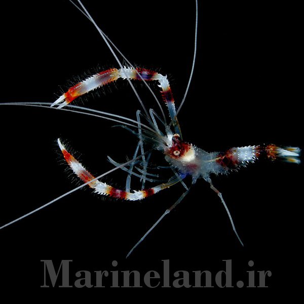 میگوی باکسر