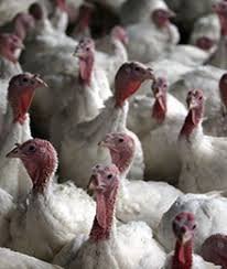 پایاندان 2 بوقلمون