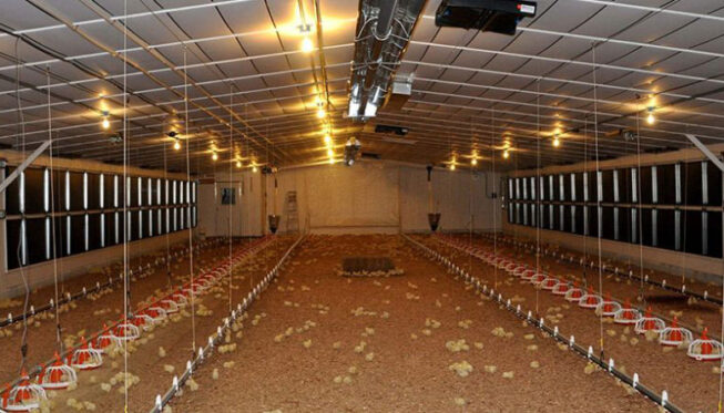 Tubular radiant heating in poultry