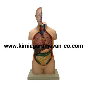 مولاژ نیم تنه 1/2