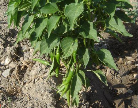 green pepper (spicy)