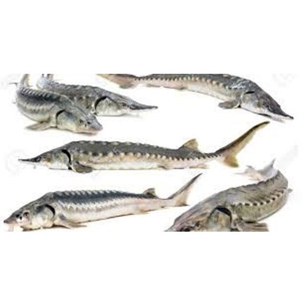 Acipenser Fish