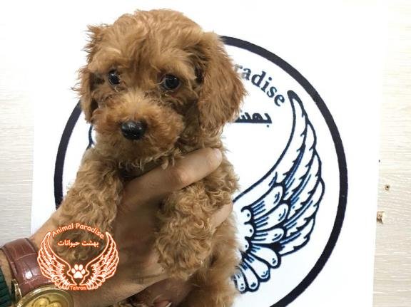 Imported mini poodle puppies