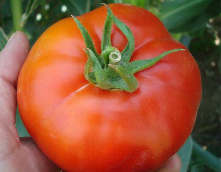 Tomato superstar