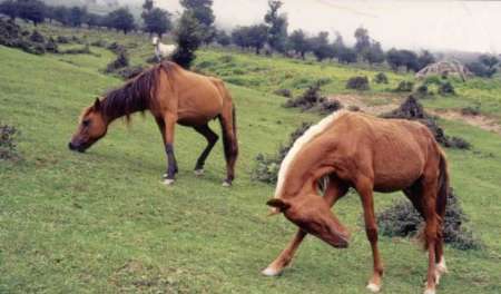 خوراک اسب | Rakhsh 14