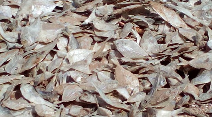 Southern dried fish or dried fish while catching