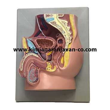 مولاژ لگن مرد (اندام تناسلی)