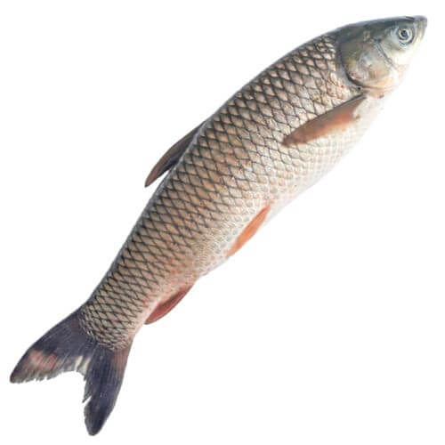 Amur fish feed