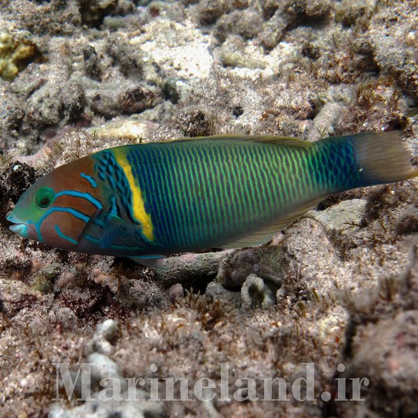 راس نوار طلایی