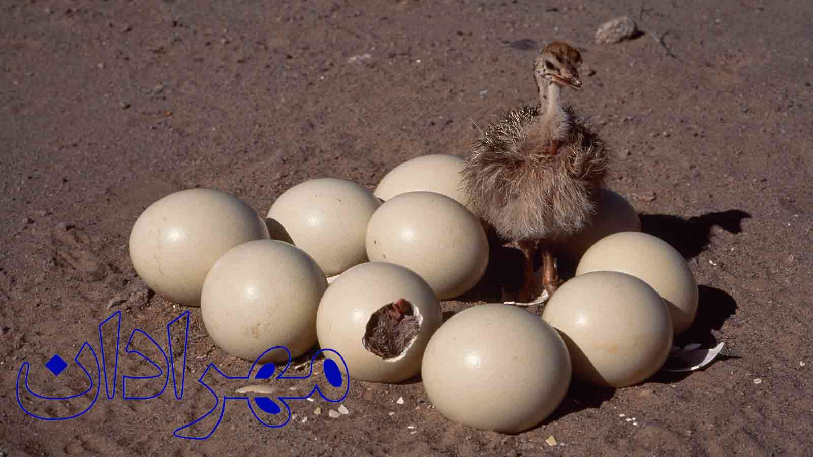 The beginning of the ostrich