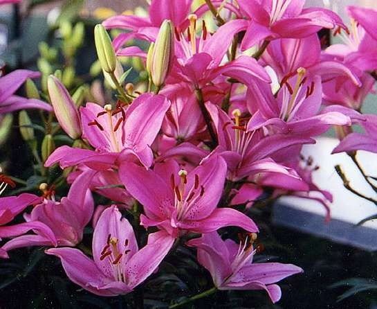 Lilium flower onions