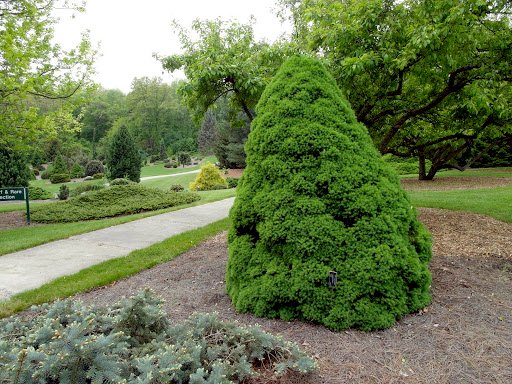 نوئل کونیکا گلوکا