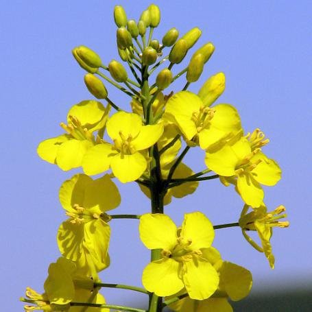 رقم کلزای دفیوژن