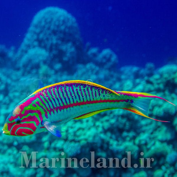 راس کلانزینگر