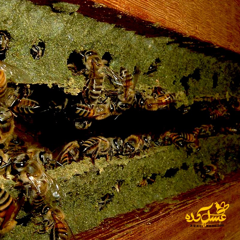Propolis