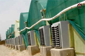 Canopy lace (green lace)