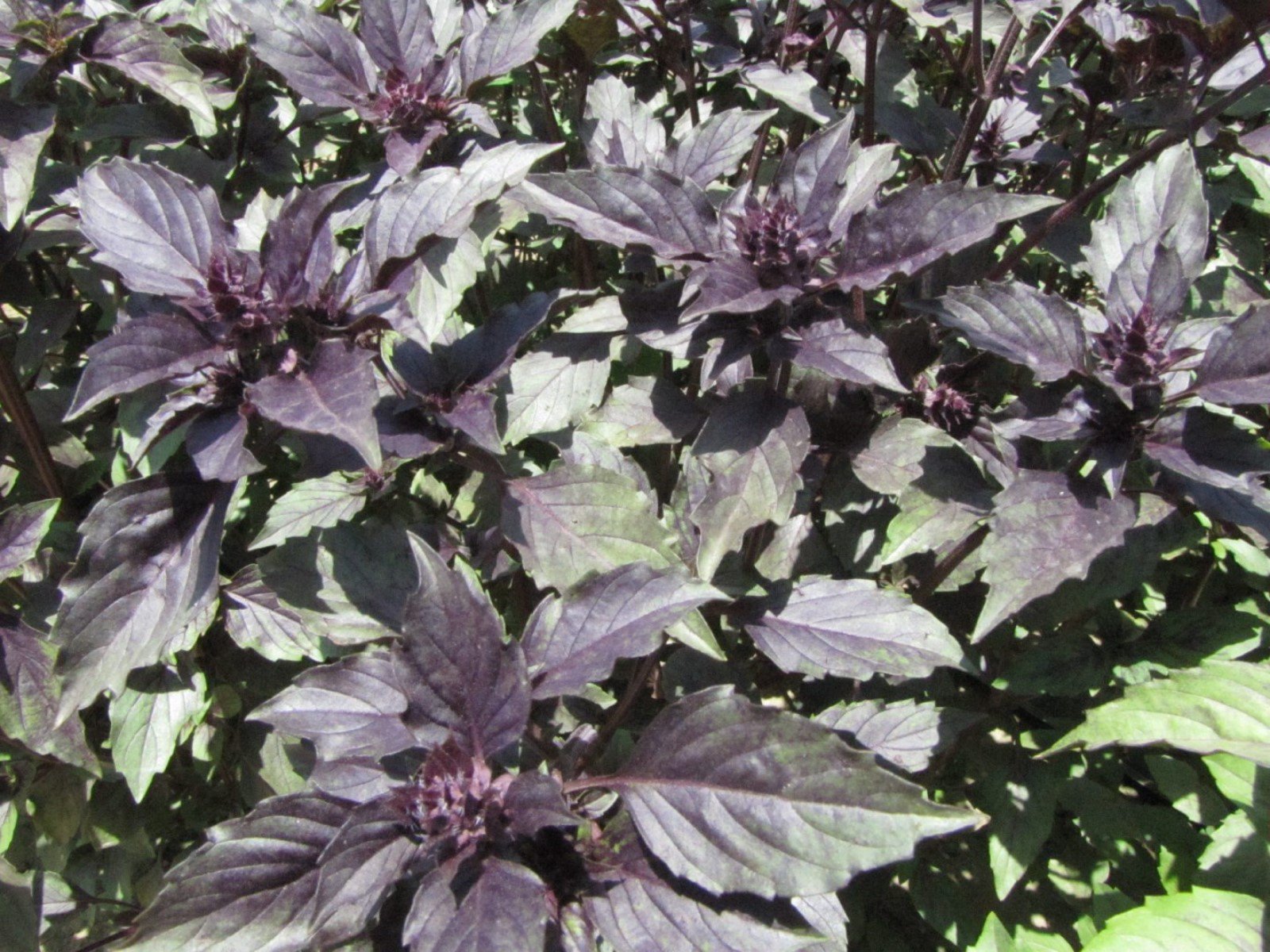 purple basil