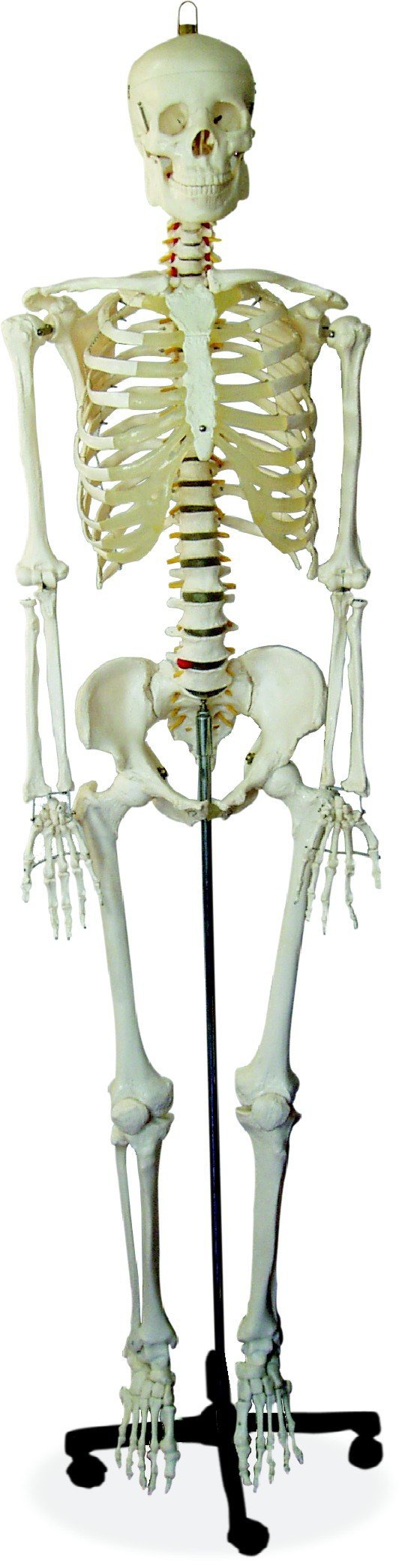 مولاژ اسکلت بدن انسان مدل استخوان بندی انسان