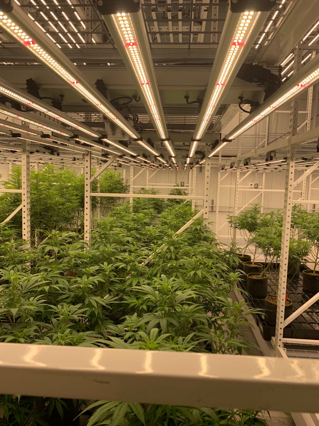 لامپ فیتو LED رشد نور کامل