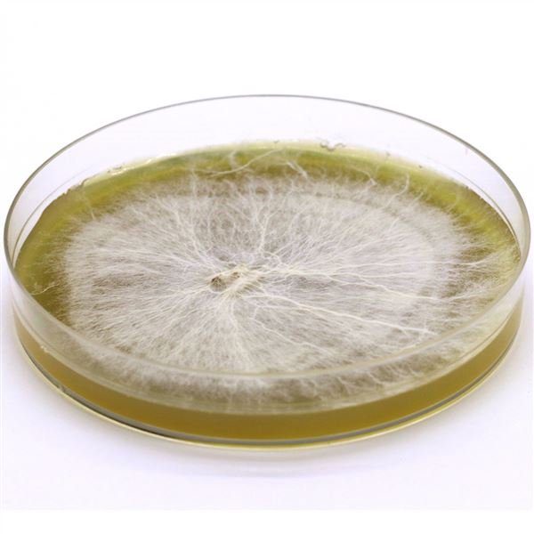 ریسه تجاری قارچ خوراکی قهوه ای