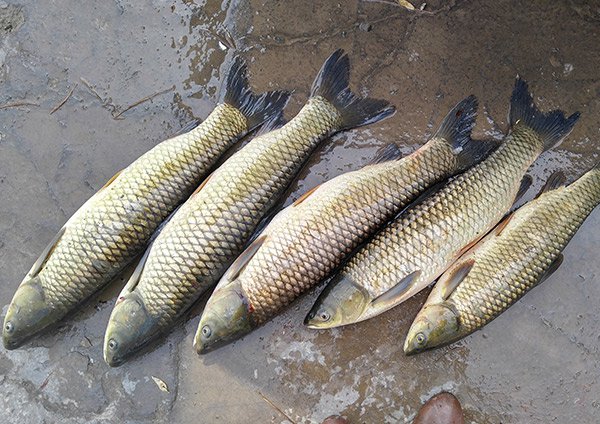 Grass Carp (White Amur)