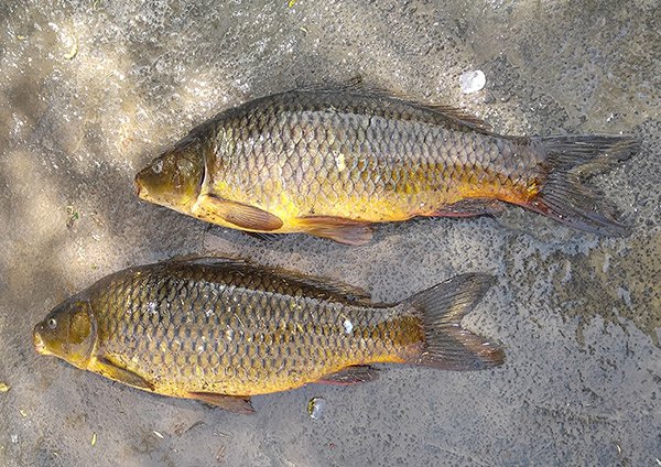 Common Carp