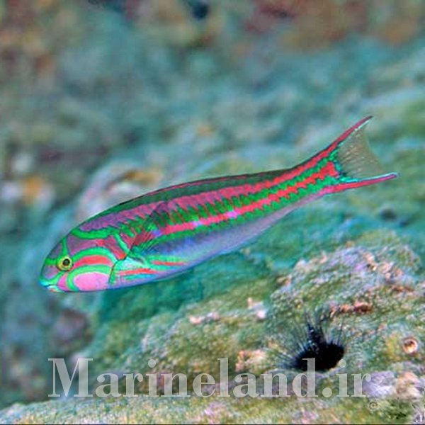 راس صورت صورتی