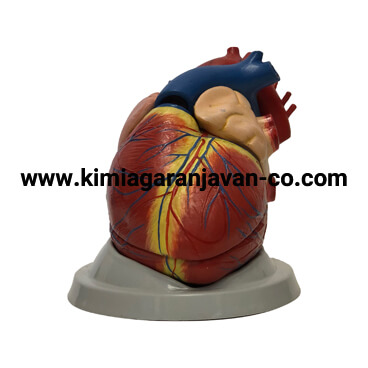 مولاژ قلب 6 قسمتی 3 برابر اندازه طبیعی