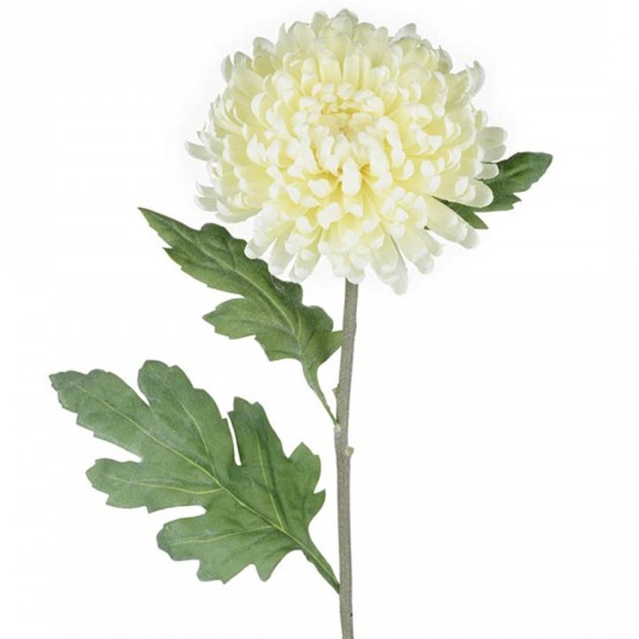 Chrysanthemum cut flowers