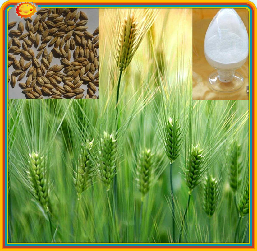 پودر عصاره مالت