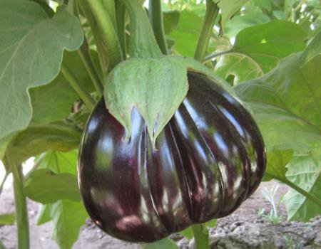 Eggplant